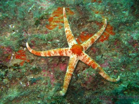 img estrela do mar Narcissia trigonaria marcelo kammers