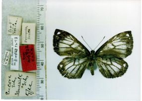 Voltinia sanarita - borboleta ameaçada de extinção